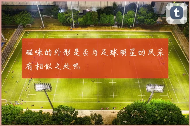 猫咪的外形是否与足球明星的风采有相似之处呢